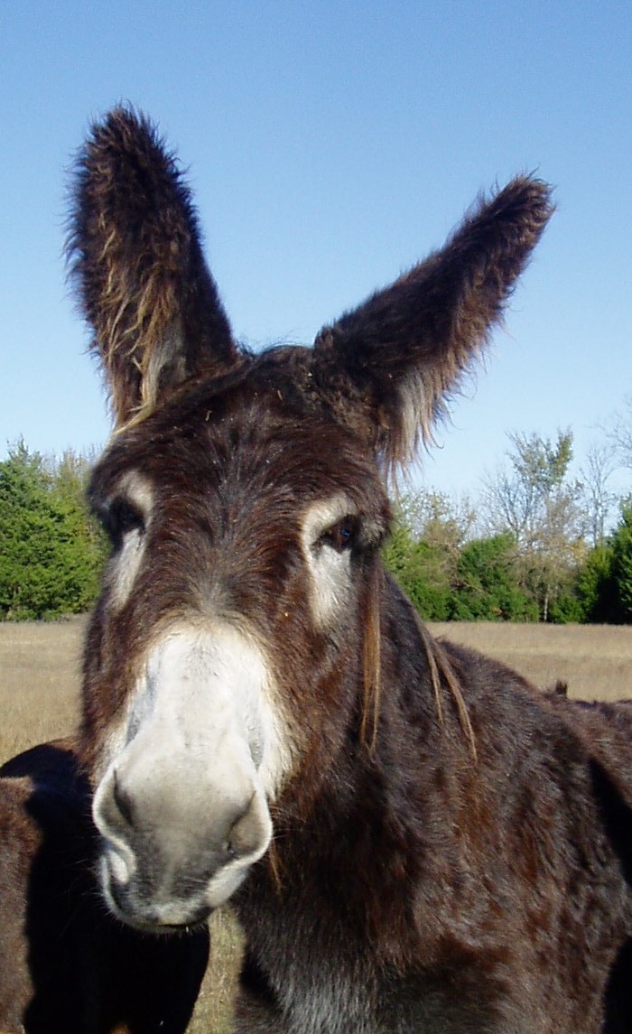 Pure Donkey Poitou Donkey Ears